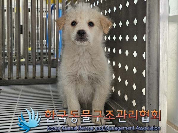 종료(안락사) 믹스…